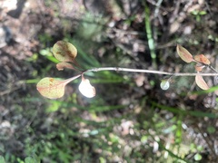 Coprosma arborea