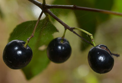 Elaeodendron melanocarpum