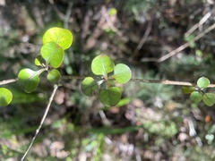 Coprosma arborea