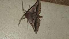 Drepanogynis sinuata