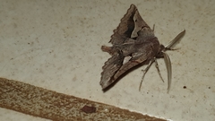 Drepanogynis sinuata