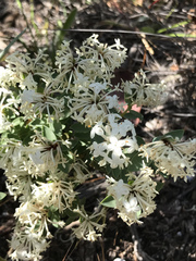 Pimelea octophylla