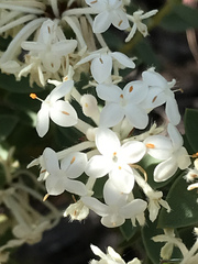 Pimelea octophylla