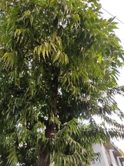 Monoon longifolium