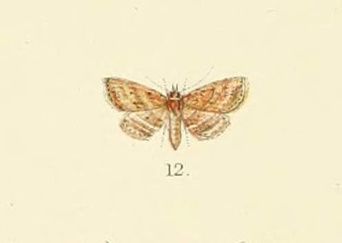 Chusaris idaeoides
