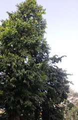 Monoon longifolium