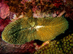 Ctenactis