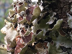 Parmotrema reparatum