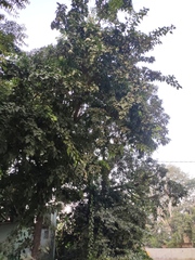 Tectona grandis