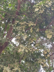 Tectona grandis