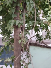 Tectona grandis