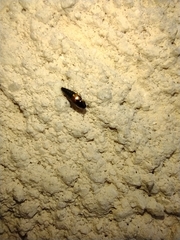 Tachyporus hypnorum