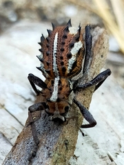 Acantholophus mastersi