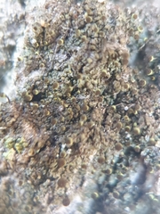 Chaenotheca phaeocephala