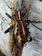 Acantholophus mastersi