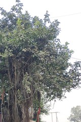 Ficus benghalensis