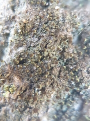 Chaenotheca phaeocephala