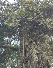 Ficus benghalensis