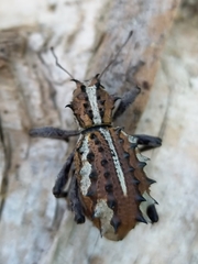 Acantholophus mastersi