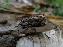 Acantholophus mastersi
