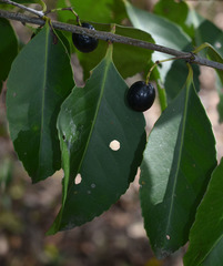 Elaeodendron melanocarpum