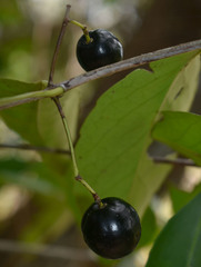 Elaeodendron melanocarpum
