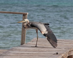Ardea herodias occidentalis × wardi