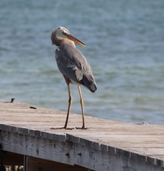 Ardea herodias occidentalis × wardi