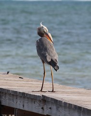 Ardea herodias occidentalis × wardi