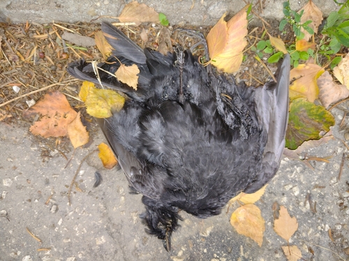 Crna vrana (Corvus corone)