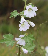 Malva preissiana