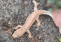 Cnemaspis kolhapurensis