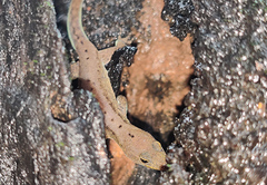 Cnemaspis kolhapurensis