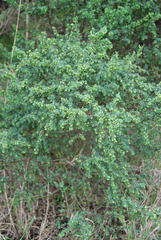 Pimelea serpyllifolia serpyllifolia