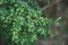 Pimelea serpyllifolia serpyllifolia
