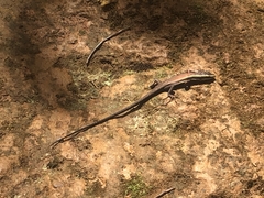 Tropidoscincus variabilis