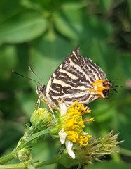 Cigaritis lohita