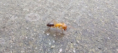 Camponotus