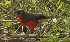 Laniarius erythrogaster