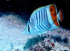 Chaetodon madagaskariensis