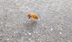 Camponotus