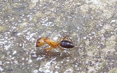 Camponotus