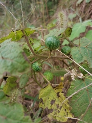 Solanum viarum