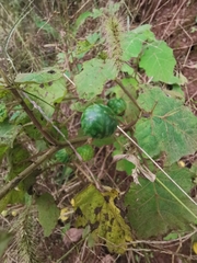Solanum viarum