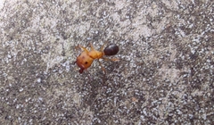 Camponotus