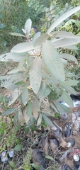 Magnoliopsida
