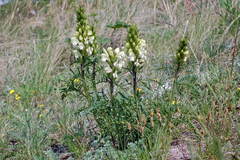 Pedicularis uralensis