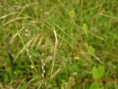 Didymocorypha lanceolata