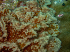 Sinularia brassica