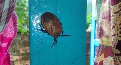 Coridius